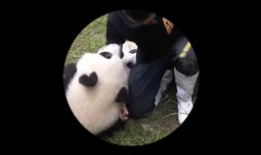 大熊猫视频大全,萌态百态，探秘国宝生活